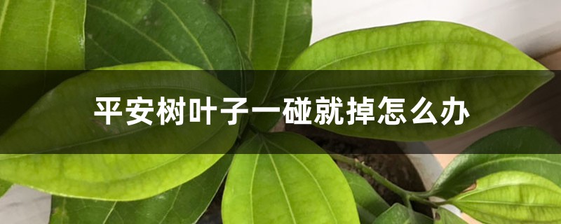 平安树叶子一碰就掉怎么办 平安树叶子一碰就掉怎么办