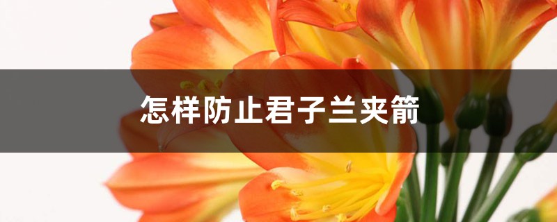 怎样防止君子兰夹箭 怎样防止君子兰夹箭