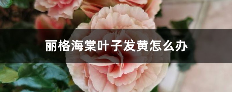 丽格海棠叶子发黄怎么办 丽格海棠叶子发黄怎么办