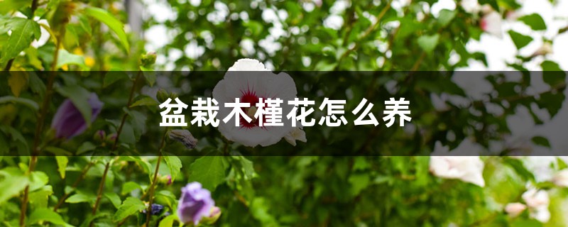 盆栽木槿花怎么养 盆栽木槿花怎么养