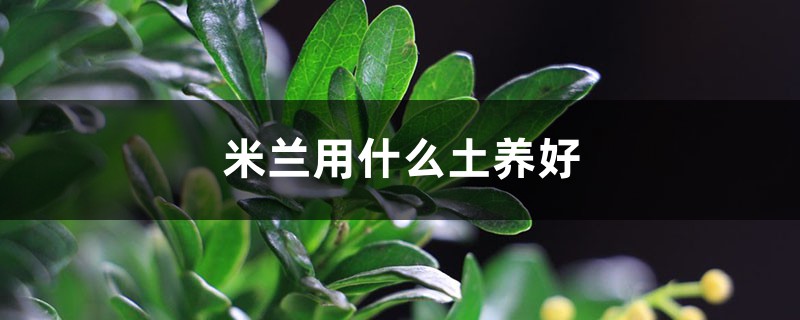米兰用什么土养好
