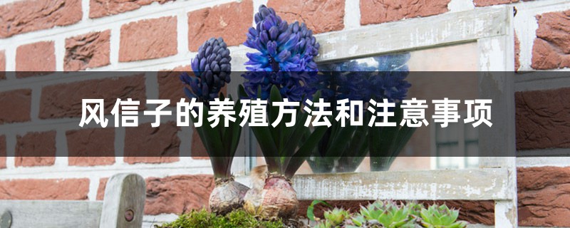 风信子的养殖方法和注意事项 风信子的养殖方法和注意事项