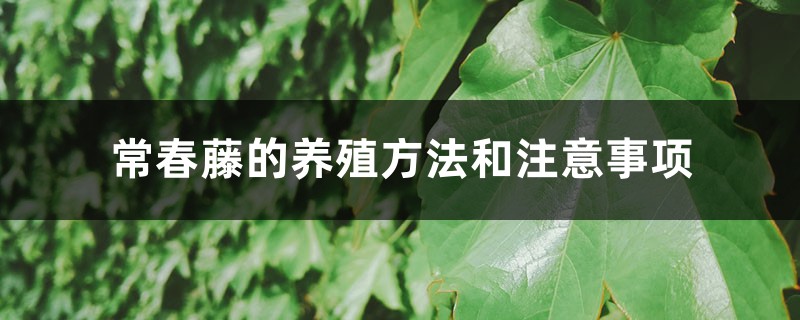 常春藤的养殖方法和注意事项 常春藤的养殖方法和注意事项