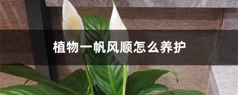 植物一帆风顺怎么养护 植物一帆风顺怎么养护