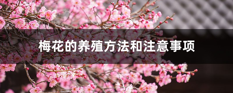梅花的养殖方法和注意事项 梅花的养殖方法和注意事项