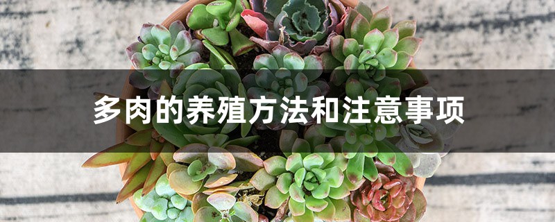 多肉的养殖方法和注意事项 多肉的养殖方法和注意事项