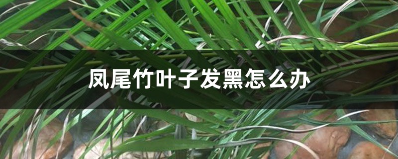 凤尾竹叶子发黑怎么办 凤尾竹叶子发黑怎么办