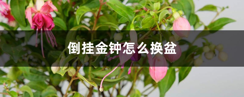 倒挂金钟怎么换盆 倒挂金钟怎么换盆