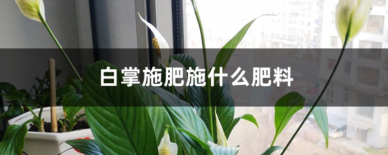 白掌施肥施什么肥料 白掌施肥施什么肥料