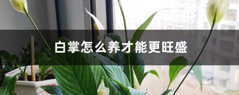 白掌怎么养才能更旺盛 白掌怎么养才能更旺盛