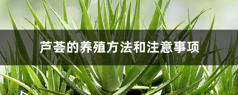 芦荟的养殖方法和注意事项 芦荟的养殖方法和注意事项
