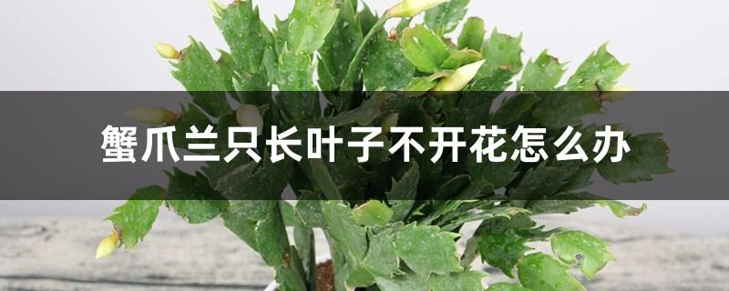 蟹爪兰只长叶子不开花怎么办 蟹爪兰只长叶子不开花怎么办