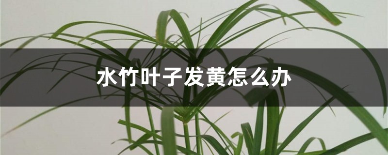水竹叶子发黄怎么办 水竹叶子发黄怎么办