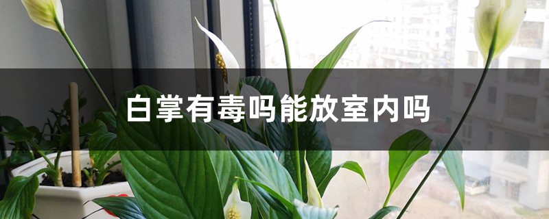白掌有毒吗能放室内吗 白掌有毒吗能放室内吗