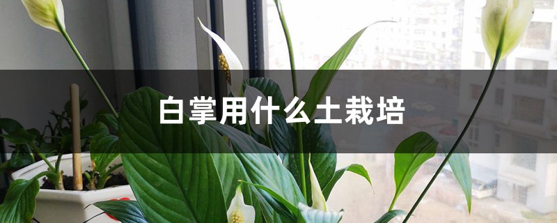 白掌用什么土栽培 白掌用什么土栽培