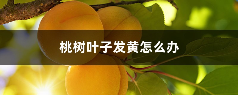 桃树叶子发黄怎么办 桃树叶子发黄怎么办