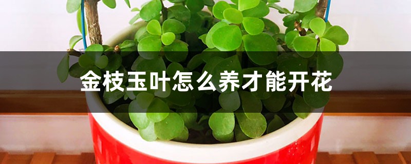 金枝玉叶怎么养才能开花 金枝玉叶怎么养才能开花