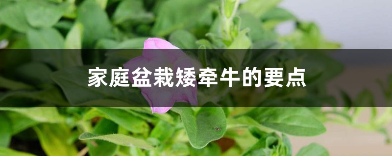 家庭盆栽矮牵牛的要点 家庭盆栽矮牵牛的要点