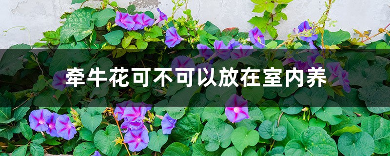 牵牛花可不可以放在室内养 牵牛花可不可以放在室内养
