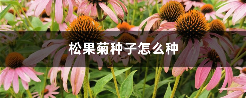 松果菊种子怎么种 松果菊种子怎么种