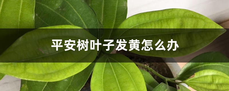 平安树叶子发黄怎么办 平安树叶子发黄怎么办