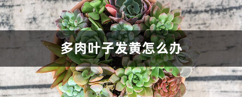 多肉叶子发黄怎么办 多肉叶子发黄怎么办