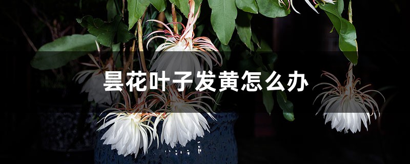 昙花叶子发黄怎么办 昙花叶子发黄怎么办
