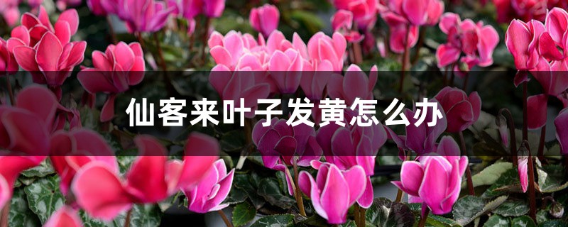 仙客来叶子发黄怎么办 仙客来叶子发黄怎么办