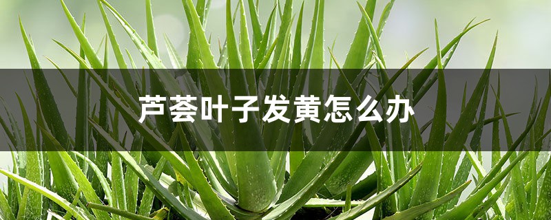 芦荟叶子发黄怎么办 芦荟叶子发黄怎么办