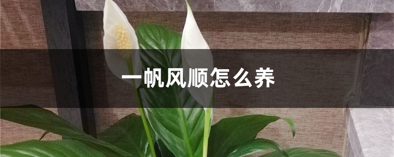 一帆风顺怎么养 一帆风顺怎么养