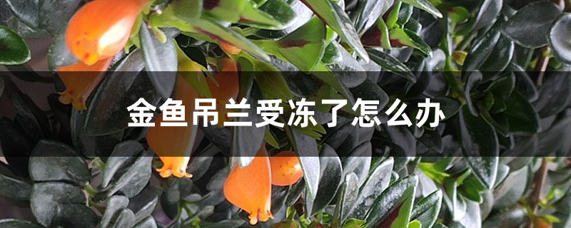 金鱼吊兰受冻了怎么办 金鱼吊兰受冻了怎么办