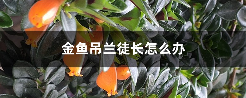 金鱼吊兰徒长怎么办 金鱼吊兰徒长怎么办