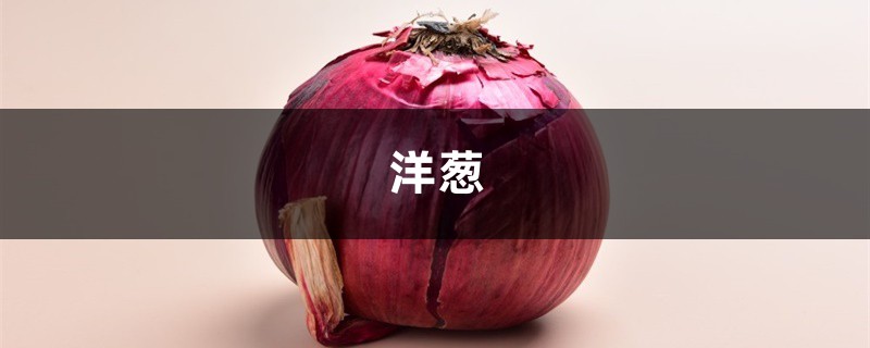 给花喝点洋葱水,5天长出大白根,花朵嘭嘭开,1个月撑爆盆! 给花喝点洋葱水,5天长出大白根,花朵嘭嘭开,1个月撑爆盆!