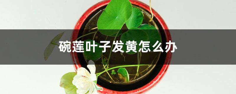 碗莲叶子发黄怎么办 碗莲叶子发黄怎么办