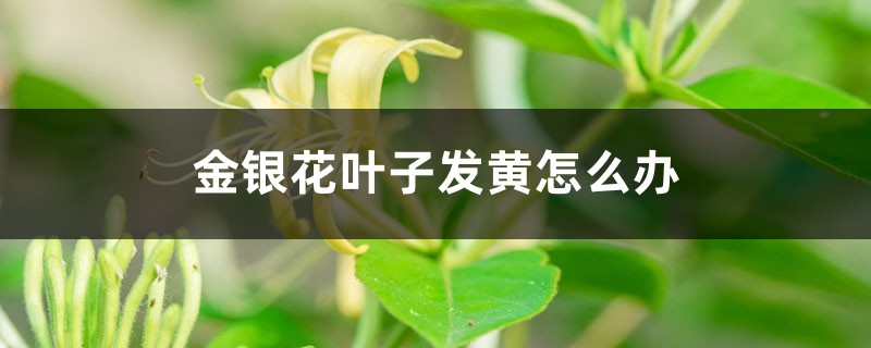 金银花叶子发黄怎么办 金银花叶子发黄怎么办