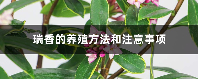 瑞香的养殖方法和注意事项 瑞香的养殖方法和注意事项
