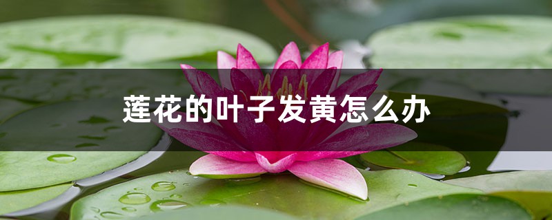 莲花的叶子发黄怎么办 莲花的叶子发黄怎么办