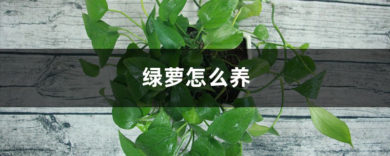 绿萝怎么养 绿萝怎么养