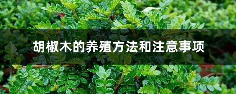胡椒木的养殖方法和注意事项 胡椒木的养殖方法和注意事项