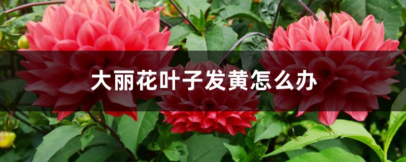 大丽花叶子发黄怎么办 大丽花叶子发黄怎么办