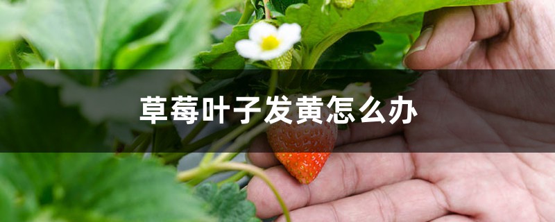 草莓叶子发黄怎么办 草莓叶子发黄怎么办