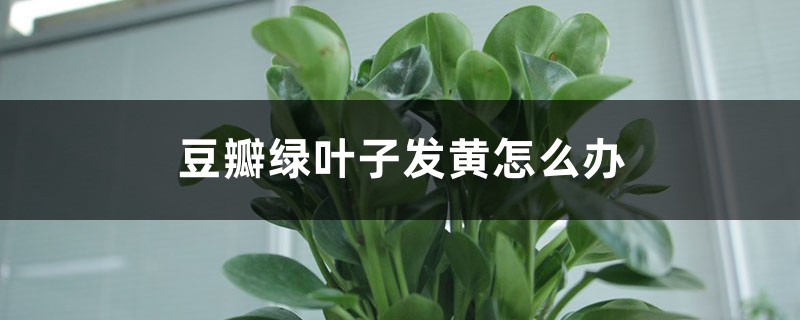 豆瓣绿叶子发黄怎么办 豆瓣绿叶子发黄怎么办