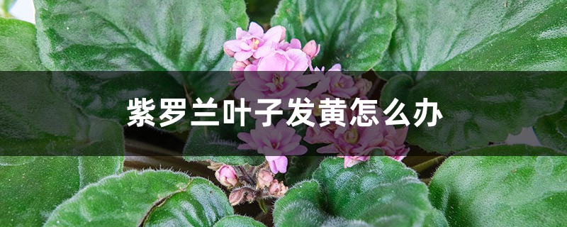 紫罗兰叶子发黄怎么办 紫罗兰叶子发黄怎么办