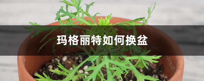 玛格丽特如何换盆 玛格丽特如何换盆