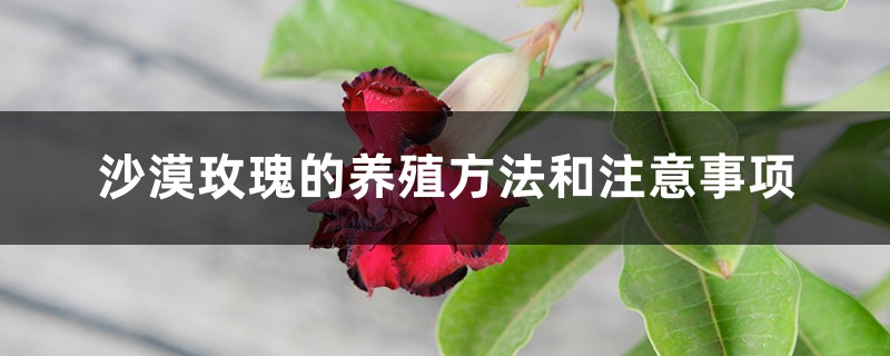沙漠玫瑰的养殖方法和注意事项 沙漠玫瑰的养殖方法和注意事项