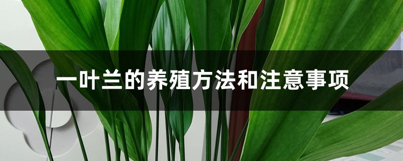 一叶兰的养殖方法和注意事项 一叶兰的养殖方法和注意事项