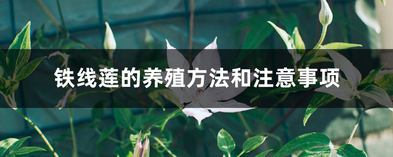 铁线莲的养殖方法和注意事项 铁线莲的养殖方法和注意事项
