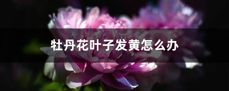 牡丹花叶子发黄怎么办 牡丹花叶子发黄怎么办