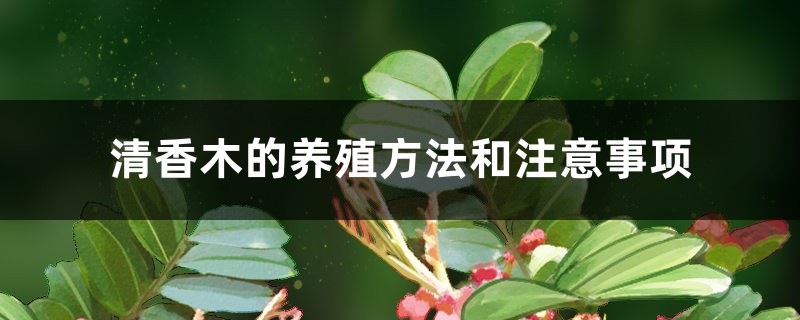 清香木的养殖方法和注意事项 清香木的养殖方法和注意事项