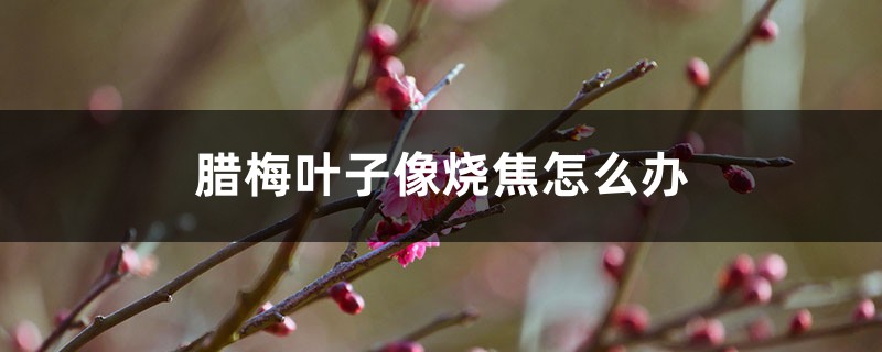 腊梅叶子像烧焦怎么办 腊梅叶子像烧焦怎么办